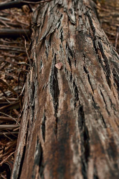 Photographie Énorme Tronc Brun Couché Milieu Une Forêt — Photo