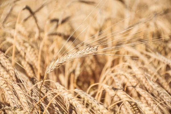 Een Close Shot Van Gedroogde Rogge Het Veld — Stockfoto