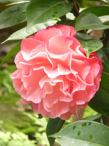 Pionowe Zbliżenie Strzał Pięknej Różowej Camellia Ogrodzie — Zdjęcie stockowe