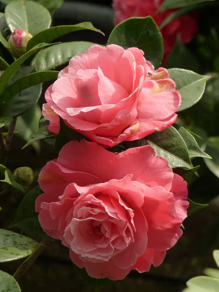 Vertikální Detailní Záběr Krásné Růžové Kamélie Zahradě — Stock fotografie