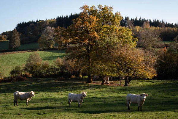 Χωράφι Λευκή Αγελάδα Φθινοπωρινή Ατμόσφαιρα — Φωτογραφία Αρχείου