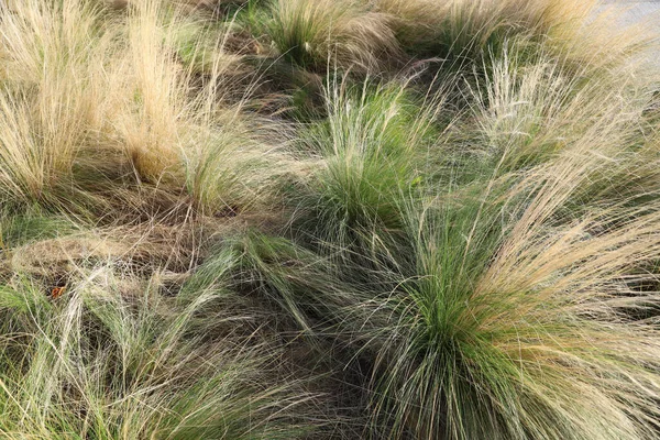 Tiro Perto Gramíneas Agulha Campo — Fotografia de Stock