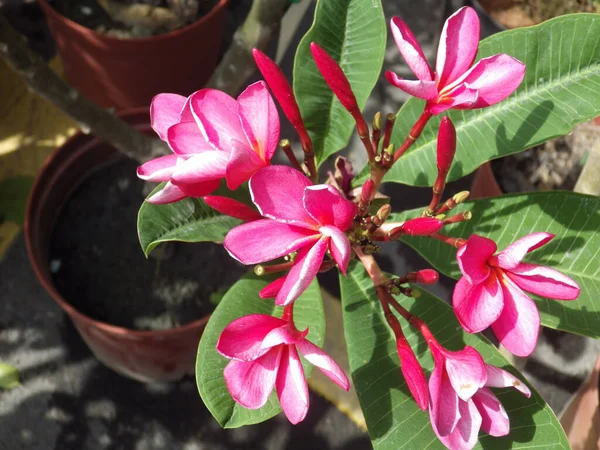 Close Shot Pink Plumeria Flowers Blooming Flowerpot — Stock Photo, Image