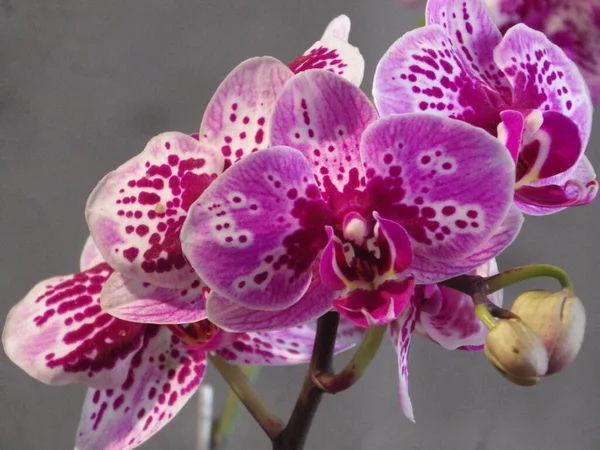 Tiro Close Uma Orquídea Traça — Fotografia de Stock