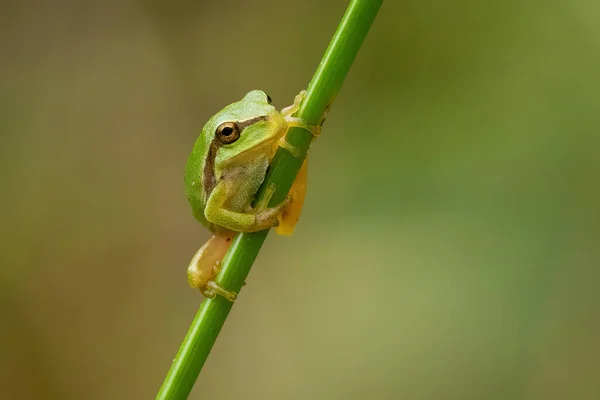 Gros Plan Une Minuscule Rainette Européenne Sur Une Branche Sous — Photo