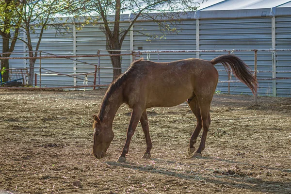 Een Close Van Een Bruin Paard Grazen — Stockfoto