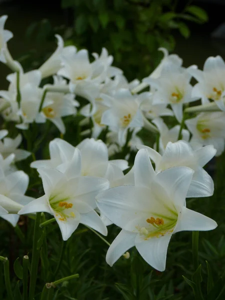 Detailní Záběr Longflower Lily Velikonoční Lily — Stock fotografie