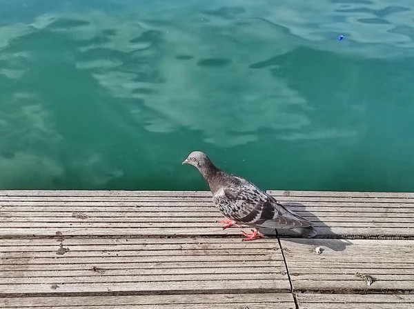 Крупним Планом Голуб Йде Дерев Яному Мосту Біля Води — стокове фото