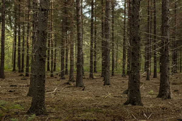 Koyu Kahverengi Güneşli Ağaç Gövdelerinin Yere Düşmüş Dalları Arka Planda — Stok fotoğraf