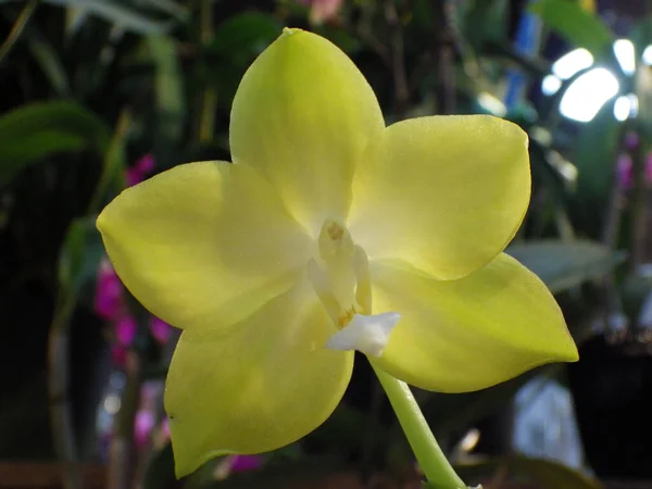 Detailní Záběr Žluté Můry Orchideje — Stock fotografie