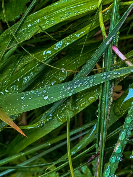 Primo Piano Verticale Una Foglia Pianta Bagnata Dopo Pioggia — Foto Stock