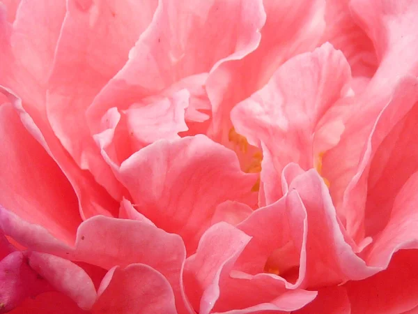 Closeup Shot Beautiful Pink Camellia Garden — Stock Photo, Image