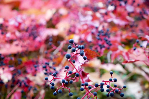 Een Close Shot Van Parthenocissus Planten Van Druivenfamilie — Stockfoto