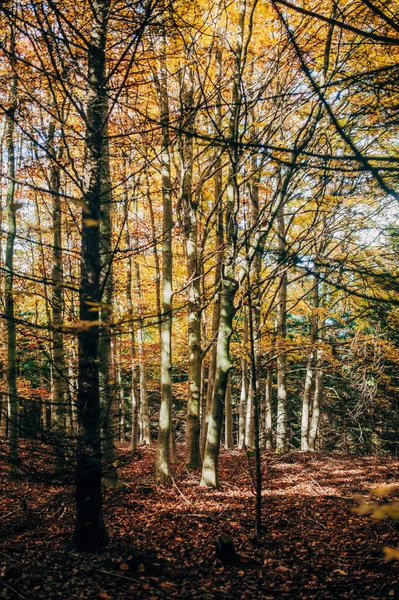 Ett Vackert Skogslandskap Hösten — Stockfoto