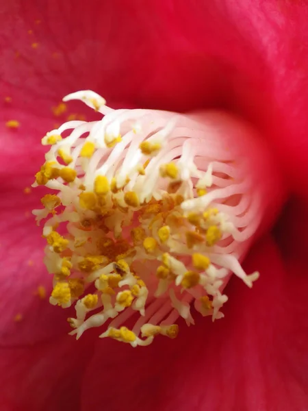 美しい椿の花のクローズアップショット — ストック写真