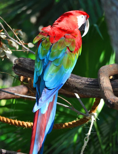 Orlando United States May 2012 Scarlet Macaw Parrot Found Animal — Stockfoto