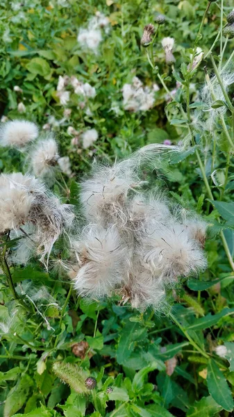 Ein Vertikaler Schuss Löwenzahnsamen Auf Dem Gras Einem Feld Tag — Stockfoto