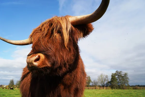 Primer Plano Una Vaca Montañesa Pie Medio Del Campo Día —  Fotos de Stock