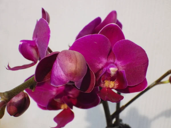 Zbliżenie Ujęcie Ćma Orchidea — Zdjęcie stockowe