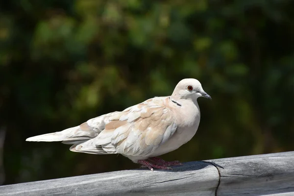 Closeup Shot Lovely Collared Dove Perched Wooden Fence Nature Background — Stock Photo, Image