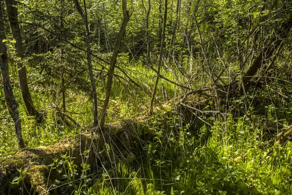 Tronc Arbre Écumé Tombé Sur Une Herbe Envahie Dans Forêt — Photo