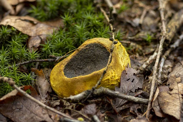 Mossa Och Våta Bruna Löv Skogsbotten Med Levande Gul Träsko — Stockfoto