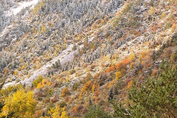 Palette Couleurs Automne Avec Une Forêt Enneigée Dans Les Pyrénées — Photo