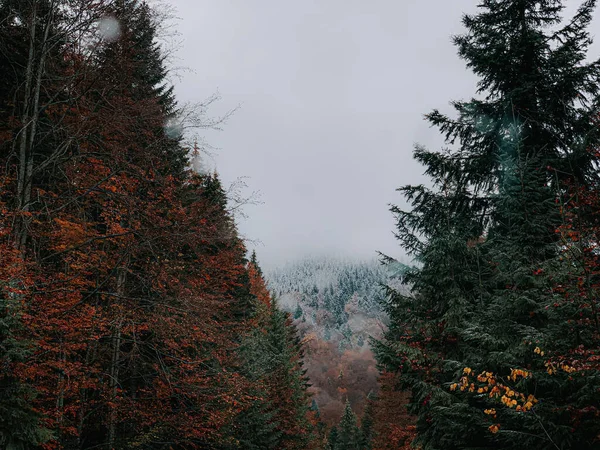 Zbliżenie Ujęcie Kolorowych Drzew Autumn Lesie — Zdjęcie stockowe