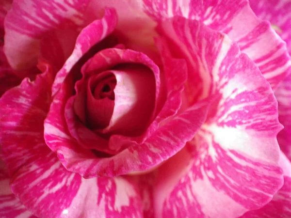 Eine Nahaufnahme Der Schönen Rosa Rose Garten — Stockfoto
