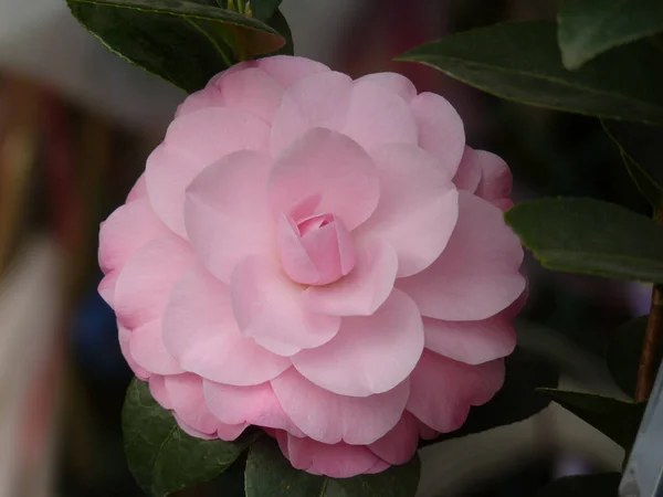 Closeup Shot Beautiful Pink Camellia Garden — Stock Photo, Image