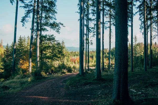 Uma Bela Paisagem Florestal Outono — Fotografia de Stock