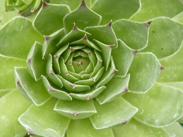 Primo Piano Echeveria Elegans — Foto Stock