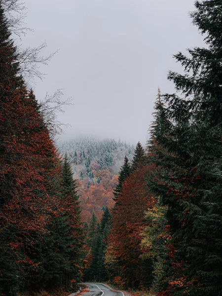 Tiro Vertical Uma Estrada Árvores Coloridas Uma Floresta Outono — Fotografia de Stock