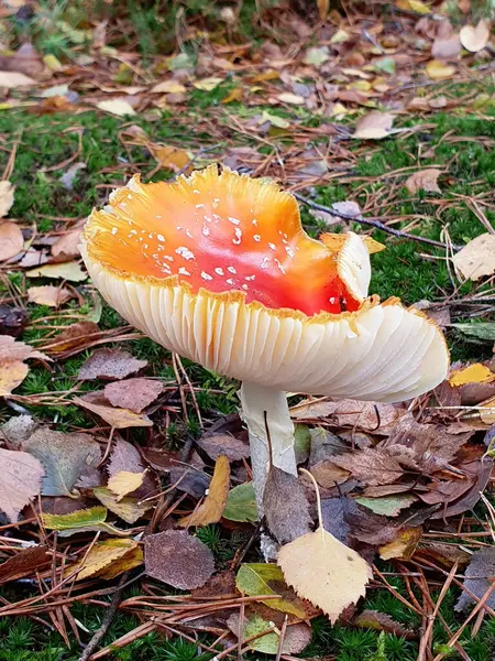 Vertikal Närbild Växande Svamp Skogen — Stockfoto