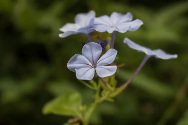 Zbliżenie Purpurowego Kwiatka Floksu Dorastającego Polu Rozmytym Tle — Zdjęcie stockowe
