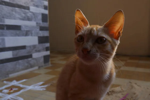 Retrato Gato Gengibre Doméstico Sentado Chão Sob Luzes — Fotografia de Stock