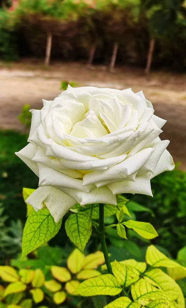 Gros Plan Vertical Une Belle Fleur Rose Blanche Fleur — Photo