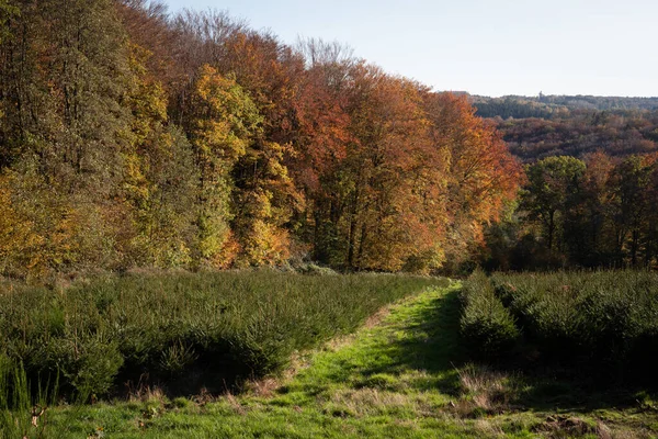 Feld Der Kleinen Weihnachtsbäume Der Französischen Landschaft — Stockfoto