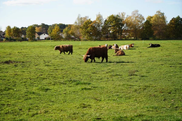 Closeup Highland Cows Standing Middle Field Sunny Day — Stock Photo, Image