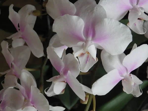 Primer Plano Una Orquídea Polilla — Foto de Stock