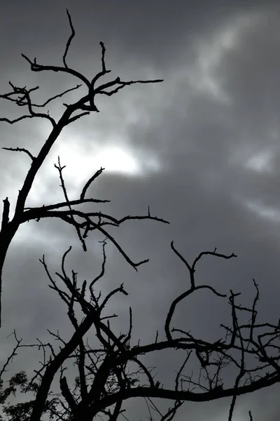 Çıplak Ağaçların Düşük Açılı Gri Tonlu Görüntüsü — Stok fotoğraf