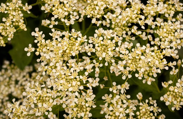 Detailní Záběr Malých Bílých Květin Zelenými Listy Pozadí — Stock fotografie
