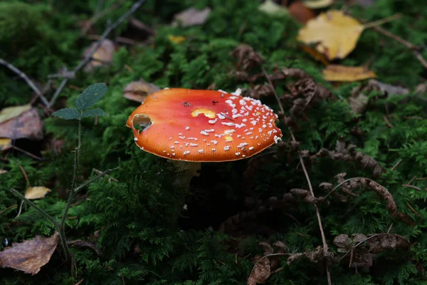 Μια Επιλεκτική Φωτογραφία Του Μανιταριού Amanita Muscaria Που Φυτρώνει Ένα — Φωτογραφία Αρχείου