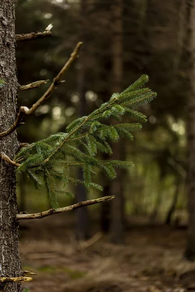 Autumn Dark Pine Tree Forest Single Green Branch Sticking Out — Stock Photo, Image