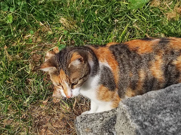 緑の草の上に横たわる生姜と茶色の猫のクローズアップショット — ストック写真