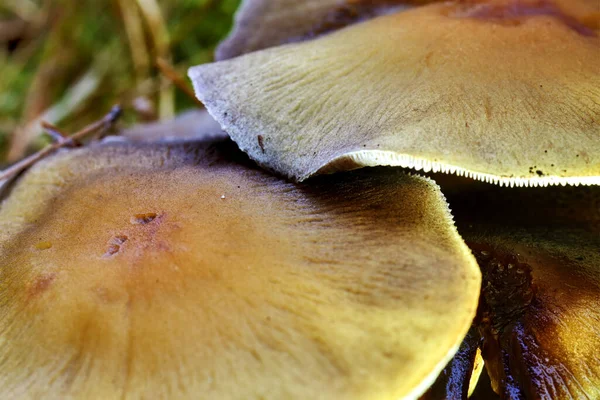 Vadon Termő Gombák Közelsége Egy Erdőben Amit Nappal Fogtak — Stock Fotó