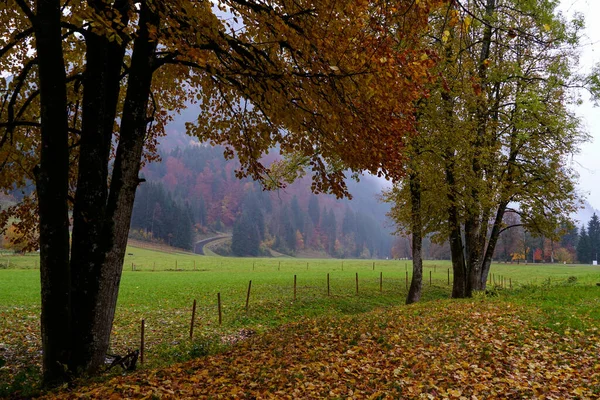 Detailní Záběr Krajinu Barevné Podzimní Stromy — Stock fotografie