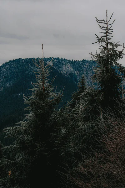 Tiro Vertical Árvores Uma Paisagem — Fotografia de Stock