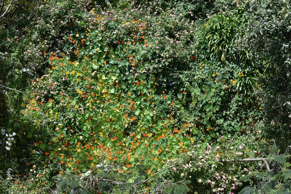 Arbusto Denso Fresco Com Pequenas Flores Coloridas Folhagem Uma Área — Fotografia de Stock