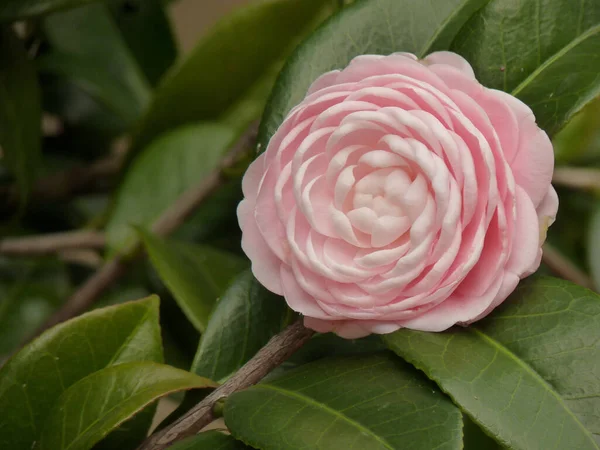 Detailní Záběr Krásné Růžové Kamélie Zahradě — Stock fotografie